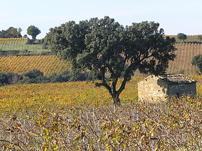 Champs de vignes depuis Chateauneuf du pape